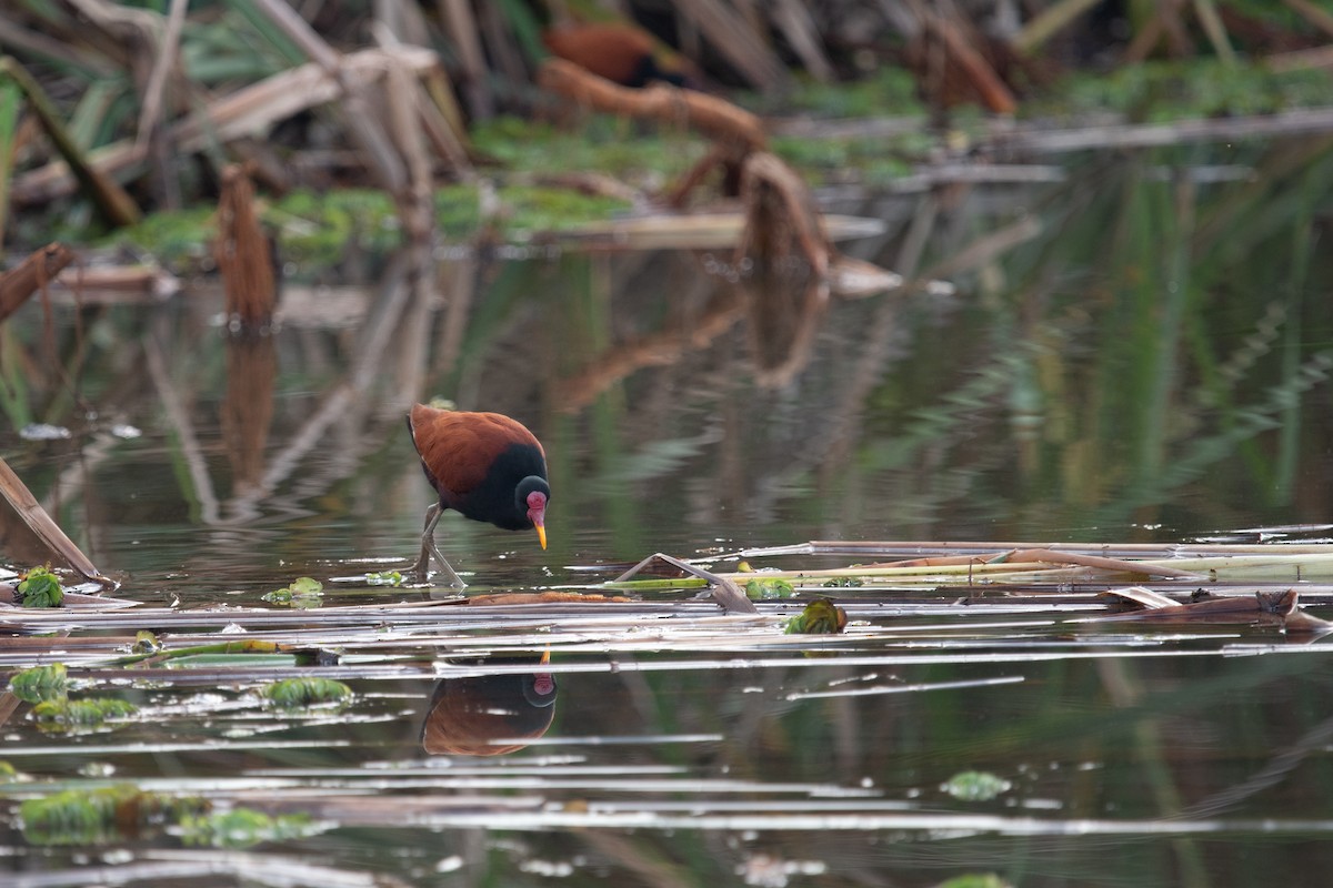 Jacana Suramericana - ML620611257