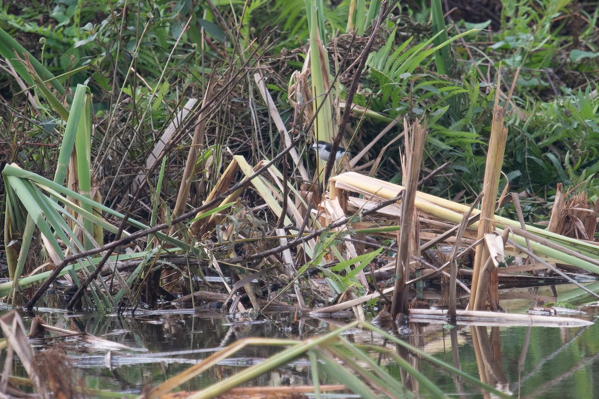 Black-backed Water-Tyrant - ML620611259