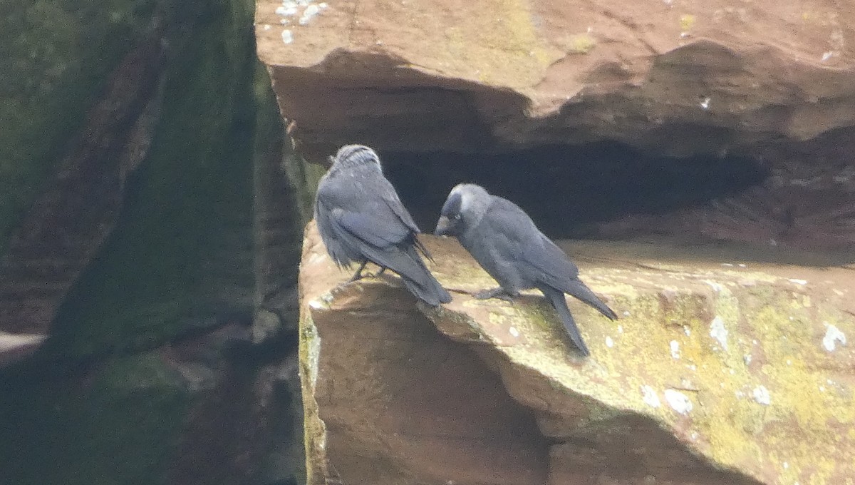 Eurasian Jackdaw - ML620611261