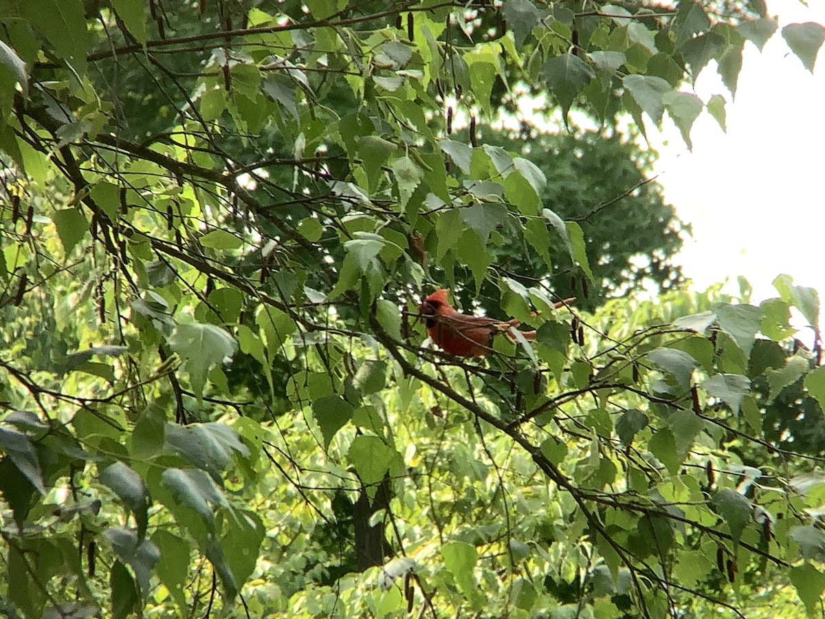 Northern Cardinal - ML620611272