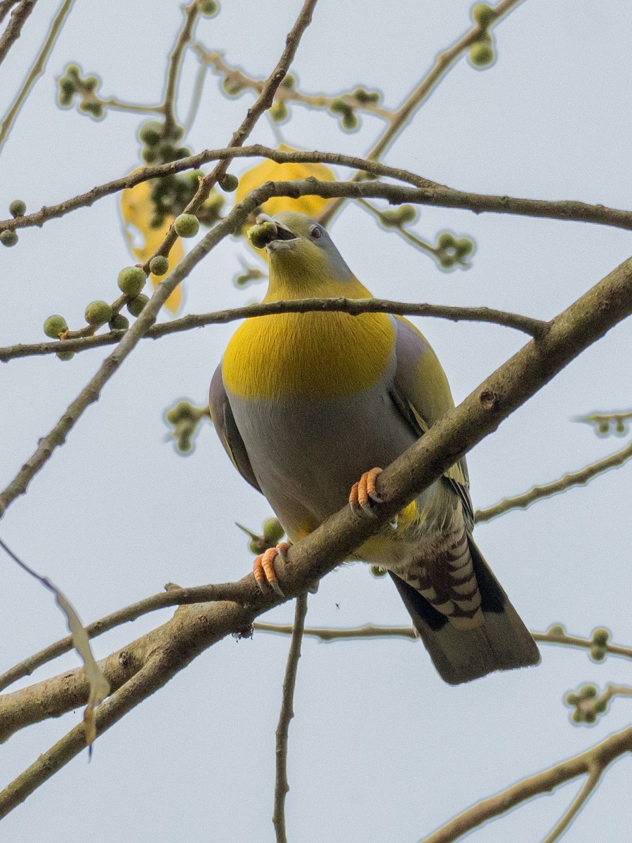 Yellow-footed Green-Pigeon - ML620611273