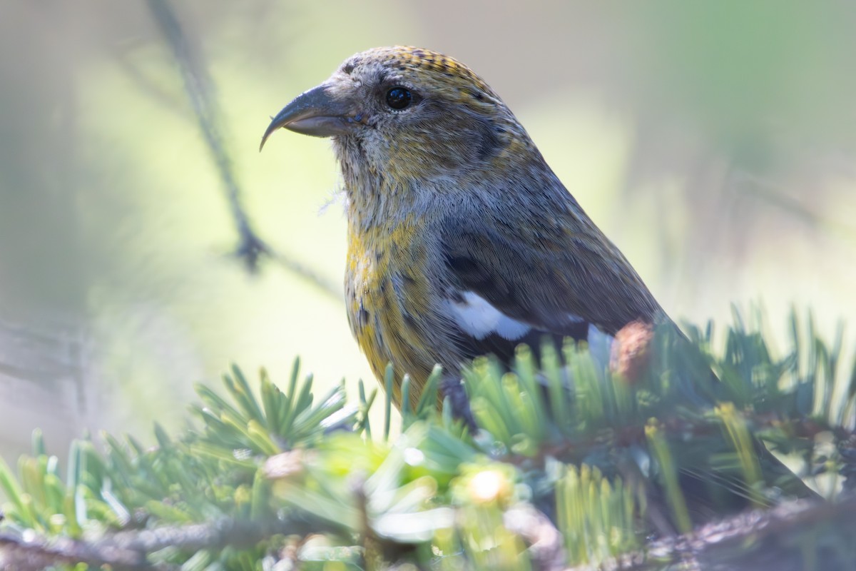 White-winged Crossbill - ML620611276