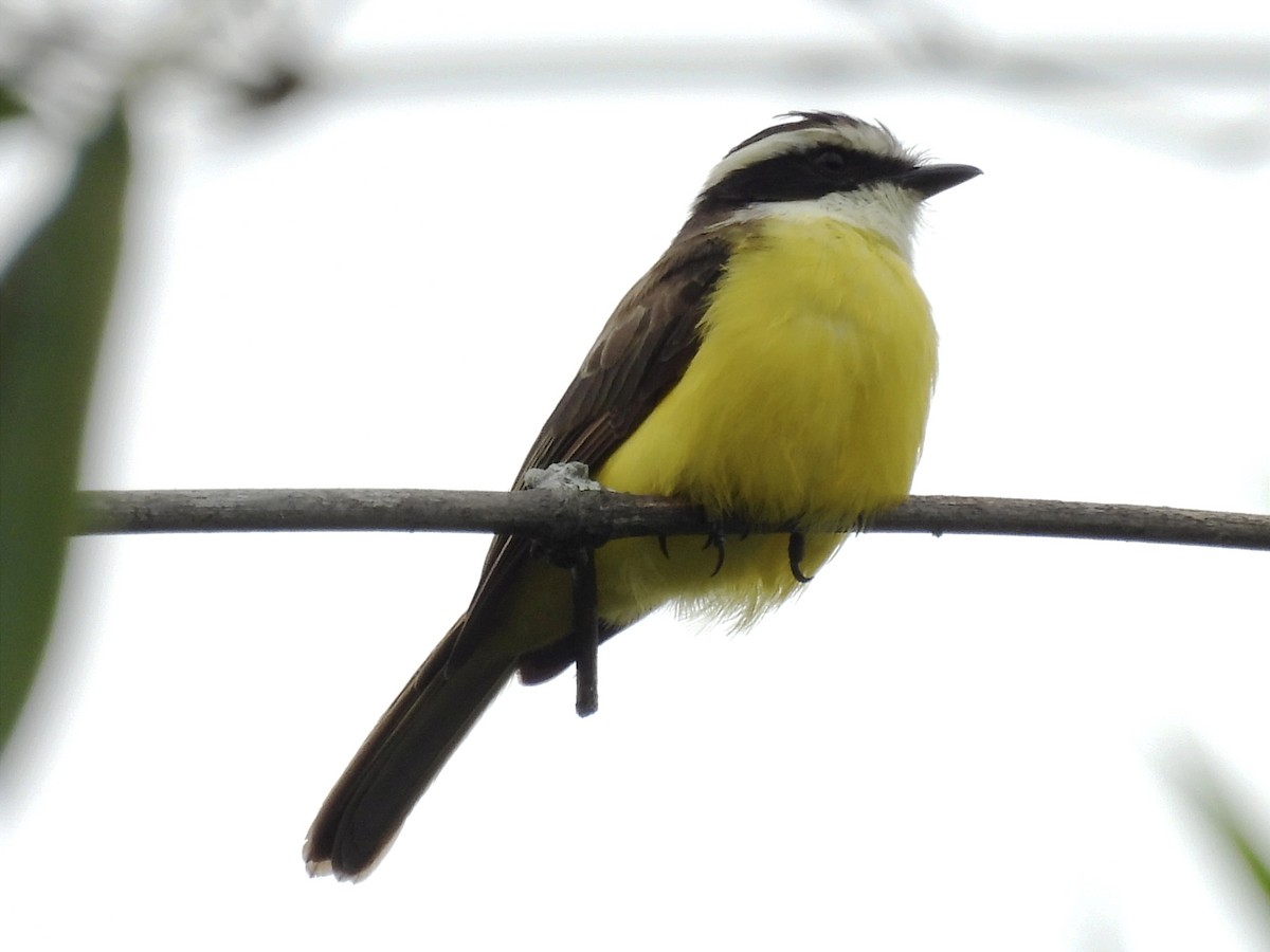 White-bearded Flycatcher - ML620611279