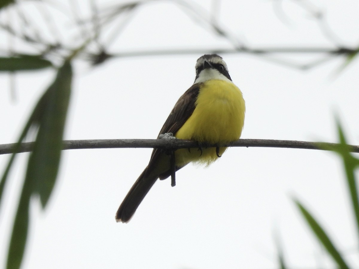 White-bearded Flycatcher - ML620611281