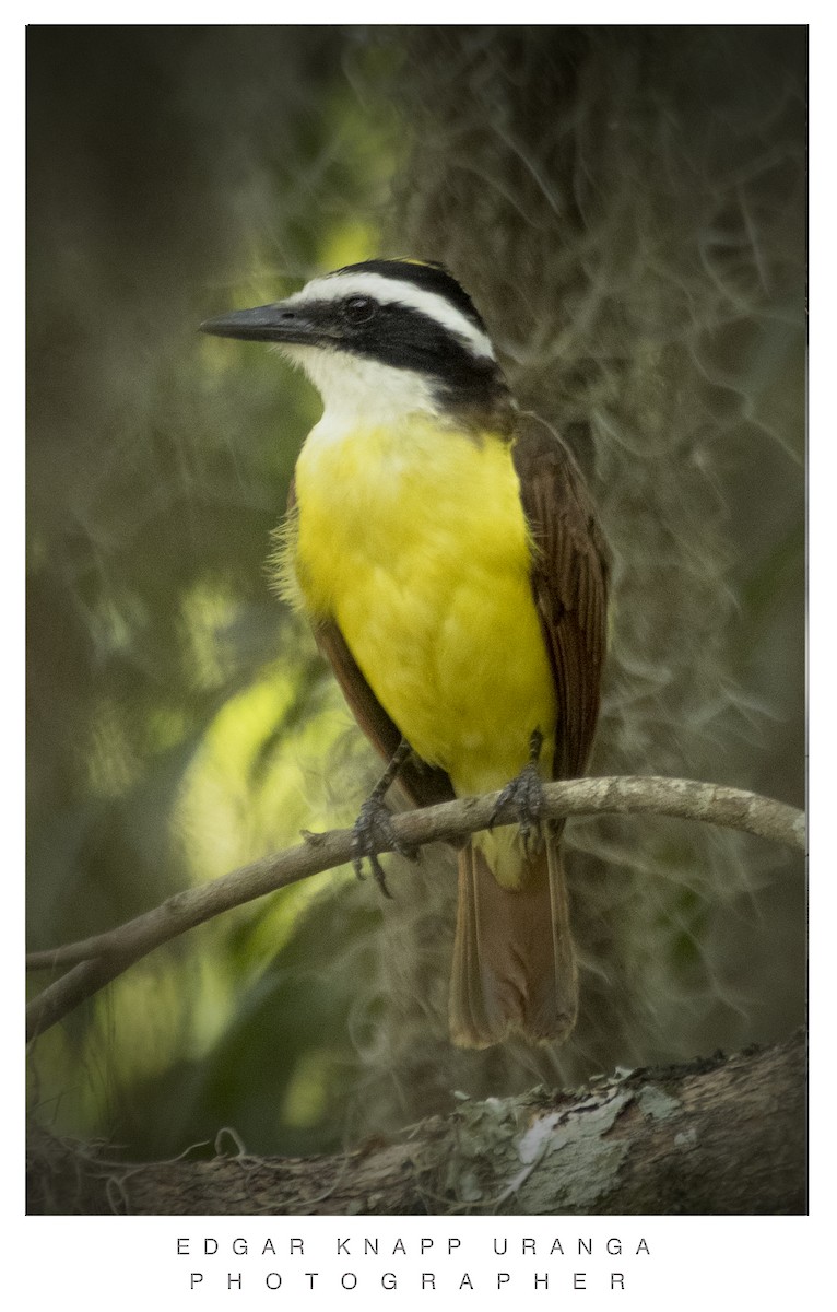 Great Kiskadee - ML620611287