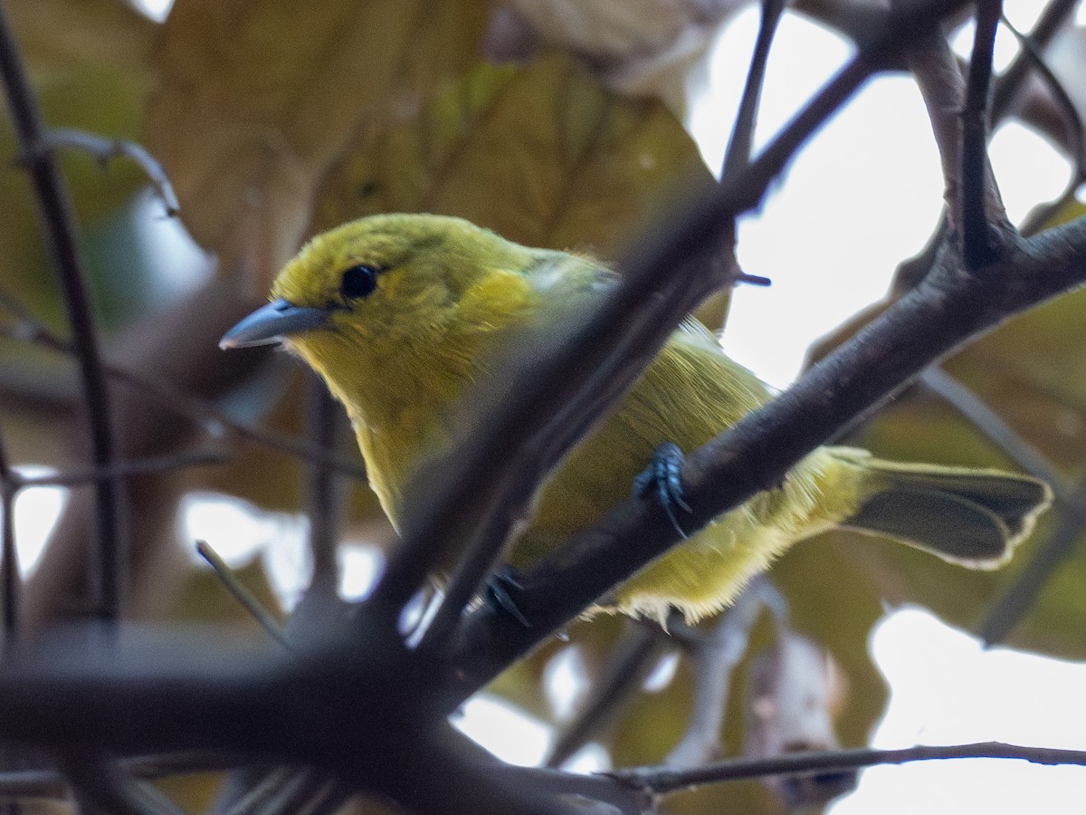 Common Iora - ML620611289