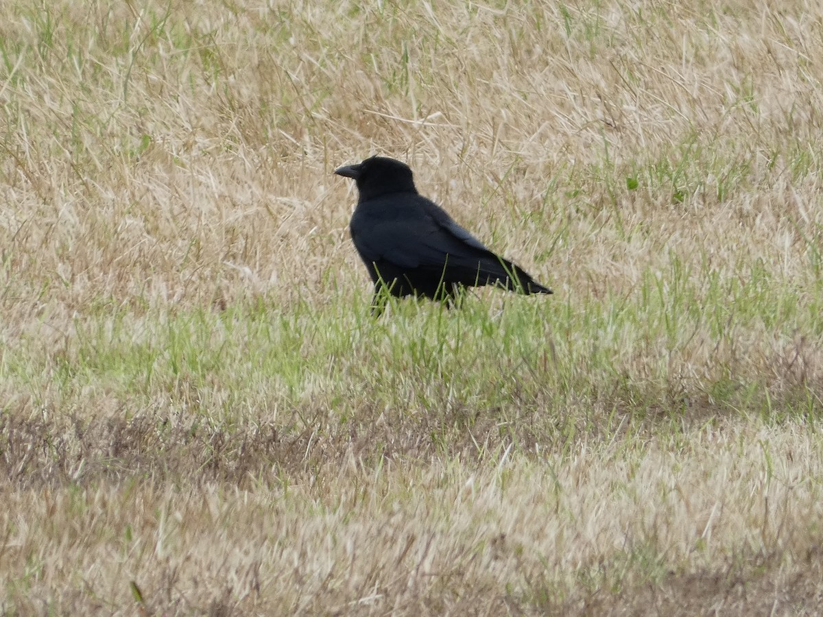 Carrion Crow - ML620611297