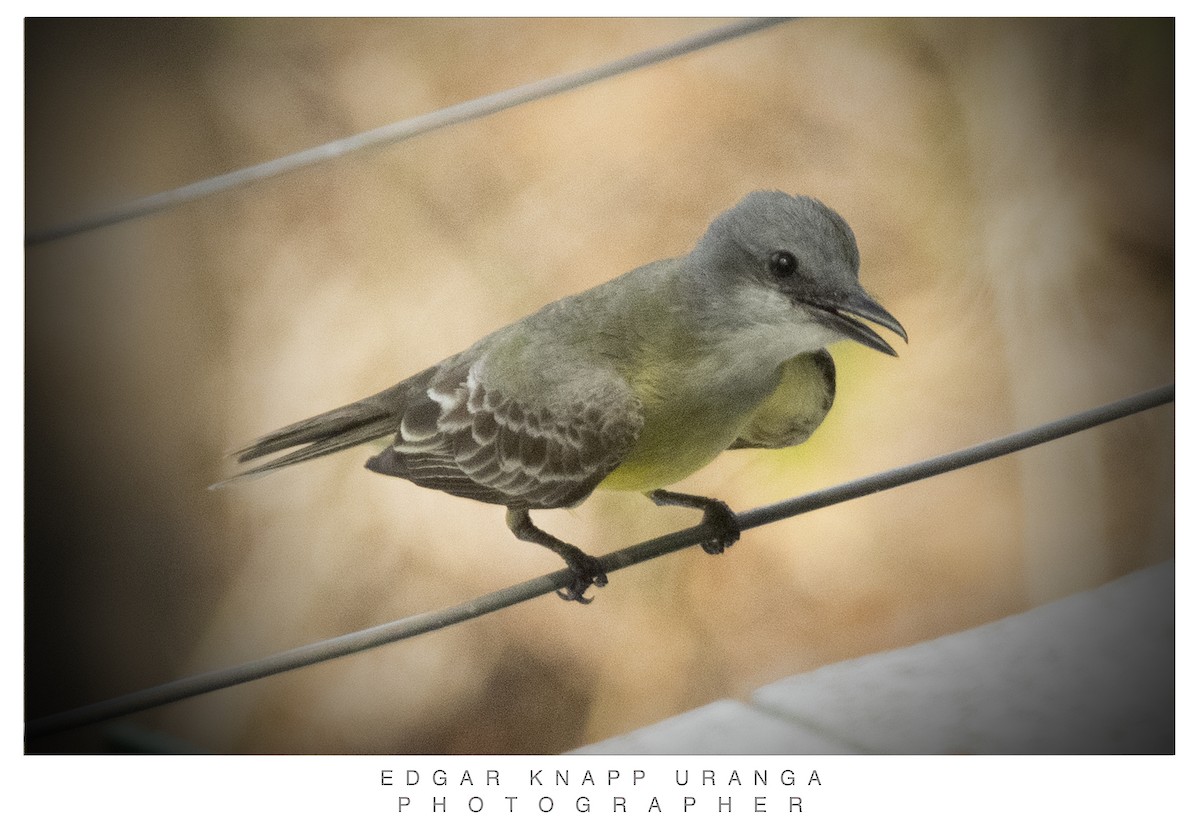 Couch's Kingbird - ML620611299