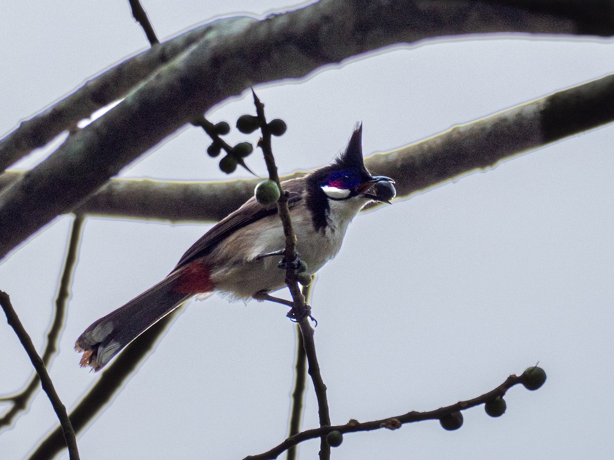 Red-whiskered Bulbul - ML620611303