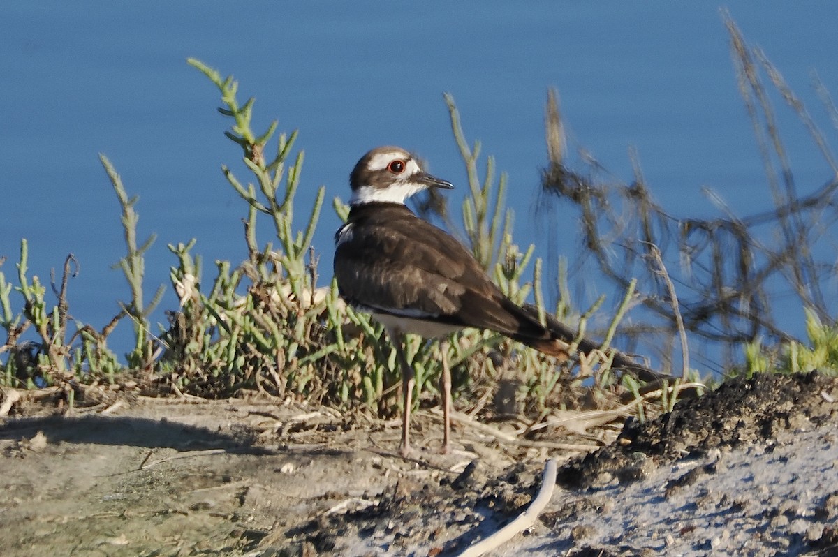 Killdeer - ML620611304