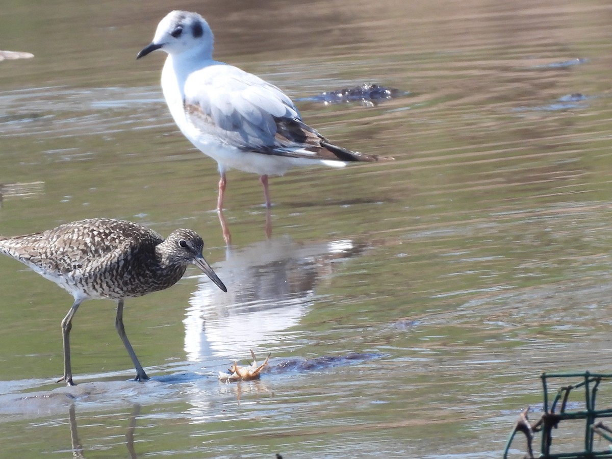 Mouette de Bonaparte - ML620611305