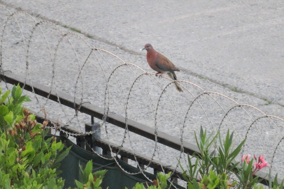 Laughing Dove - ML620611306