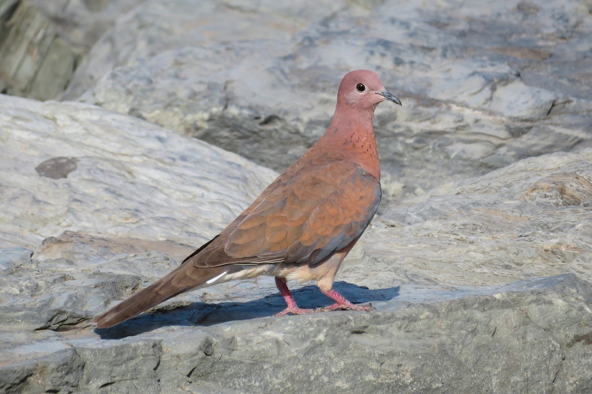 Laughing Dove - Antonina V