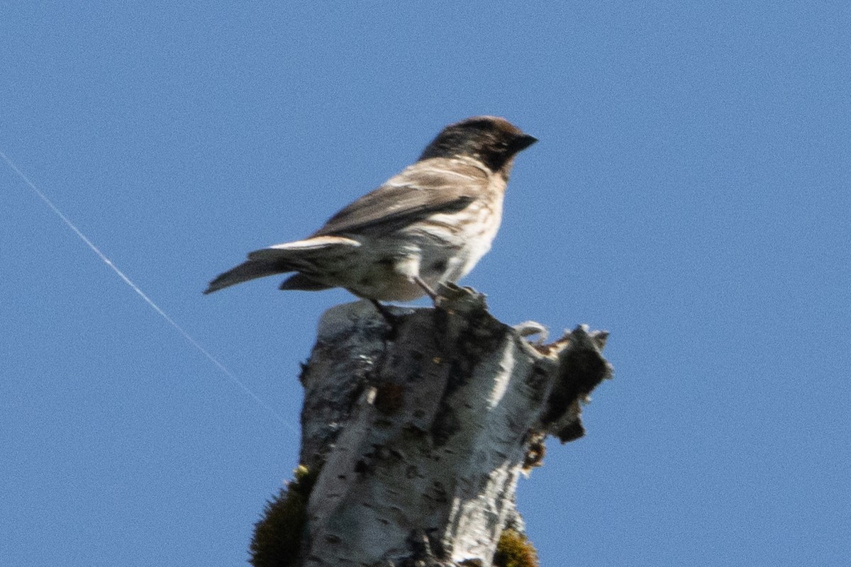 Common Redpoll - ML620611310