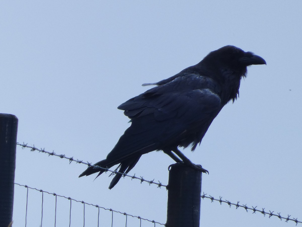 Common Raven - ML620611311