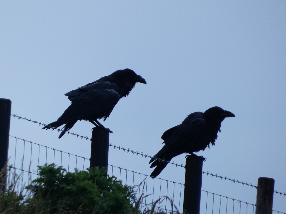 Common Raven - ML620611312