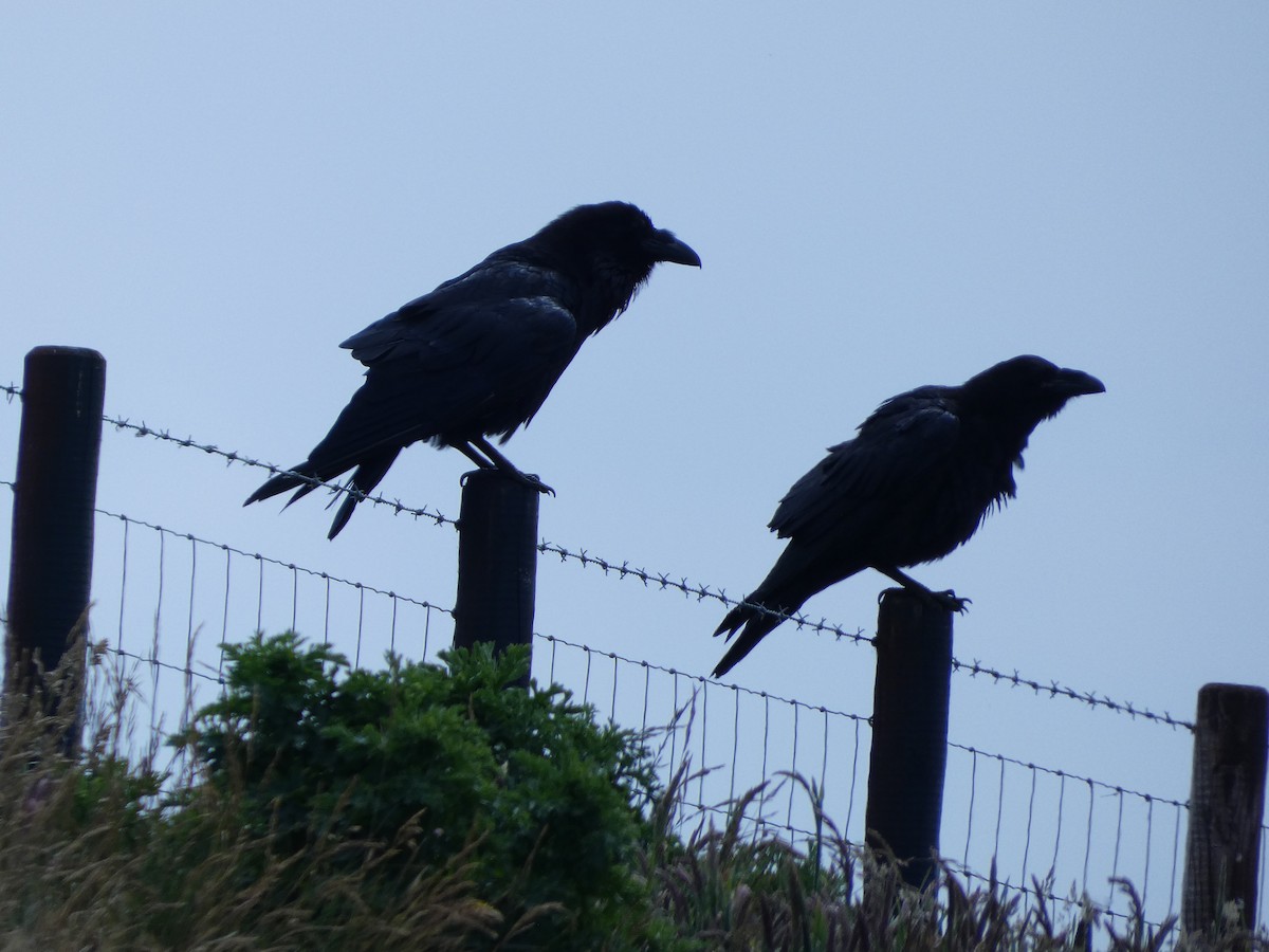 Common Raven - ML620611313