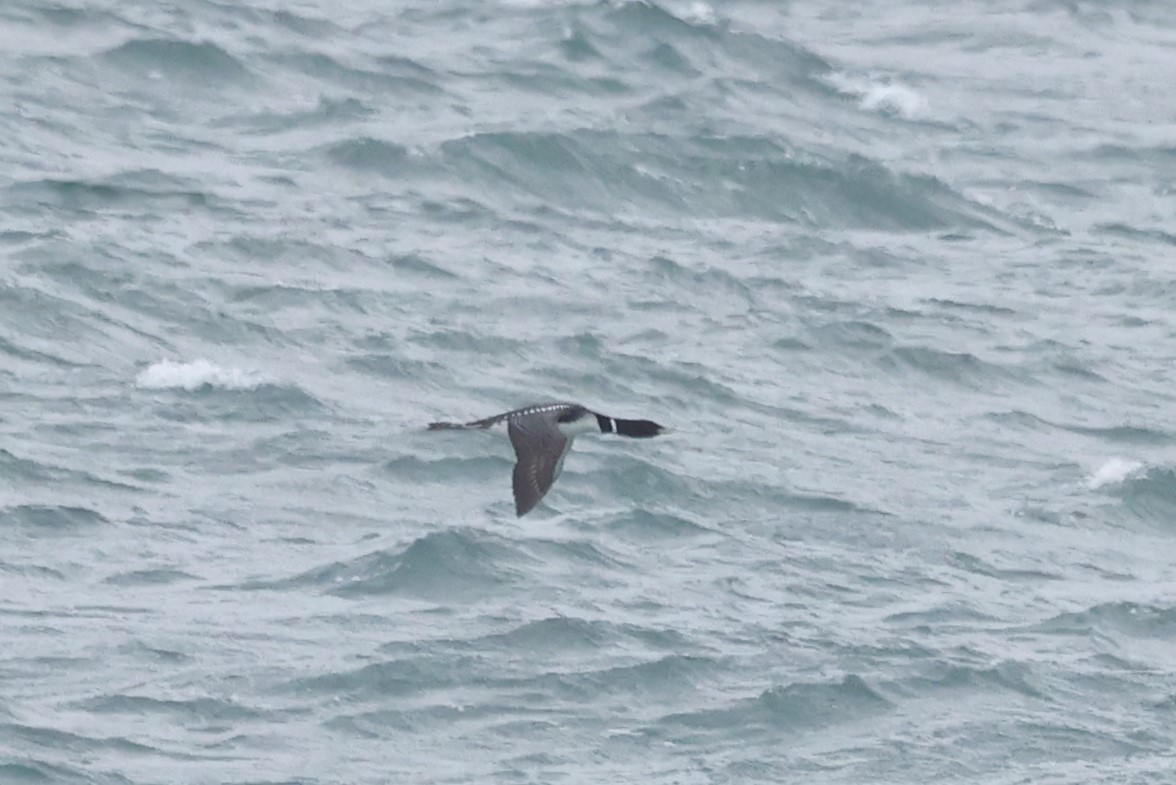 Plongeon à bec blanc - ML620611316