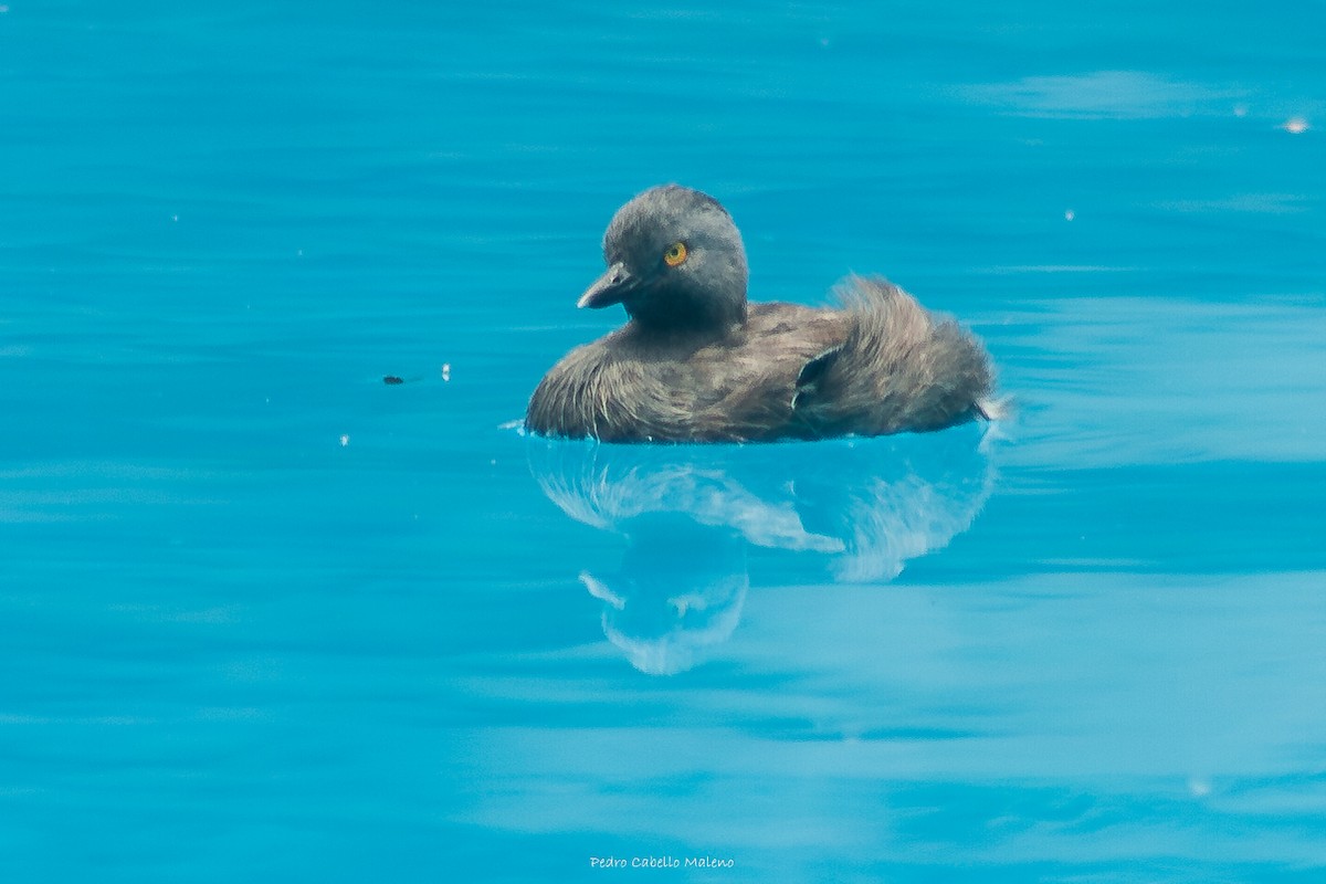 Least Grebe - Pedro Cabello Maleno