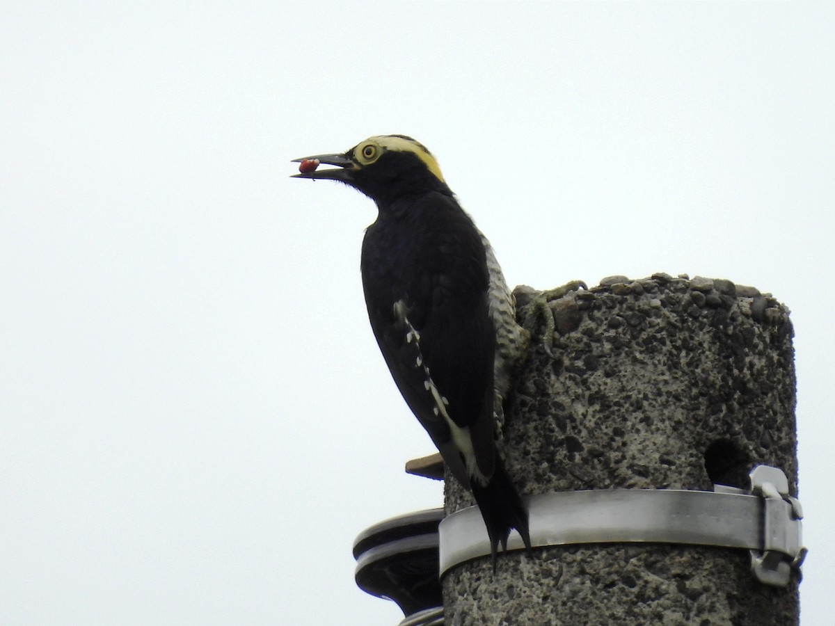 Yellow-tufted Woodpecker - ML620611326