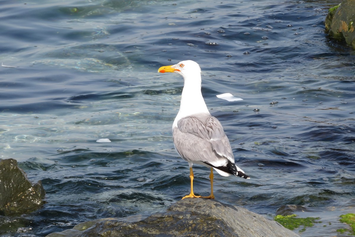 Yellow-legged Gull - ML620611327