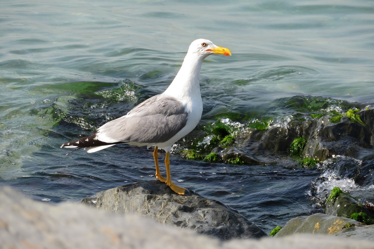 Gaviota Patiamarilla - ML620611328