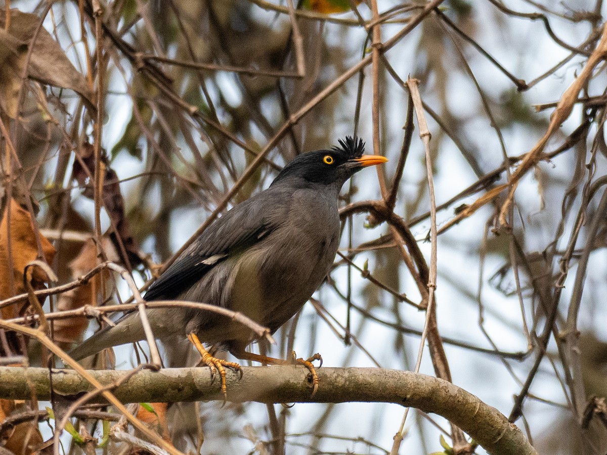 Jungle Myna - ML620611329