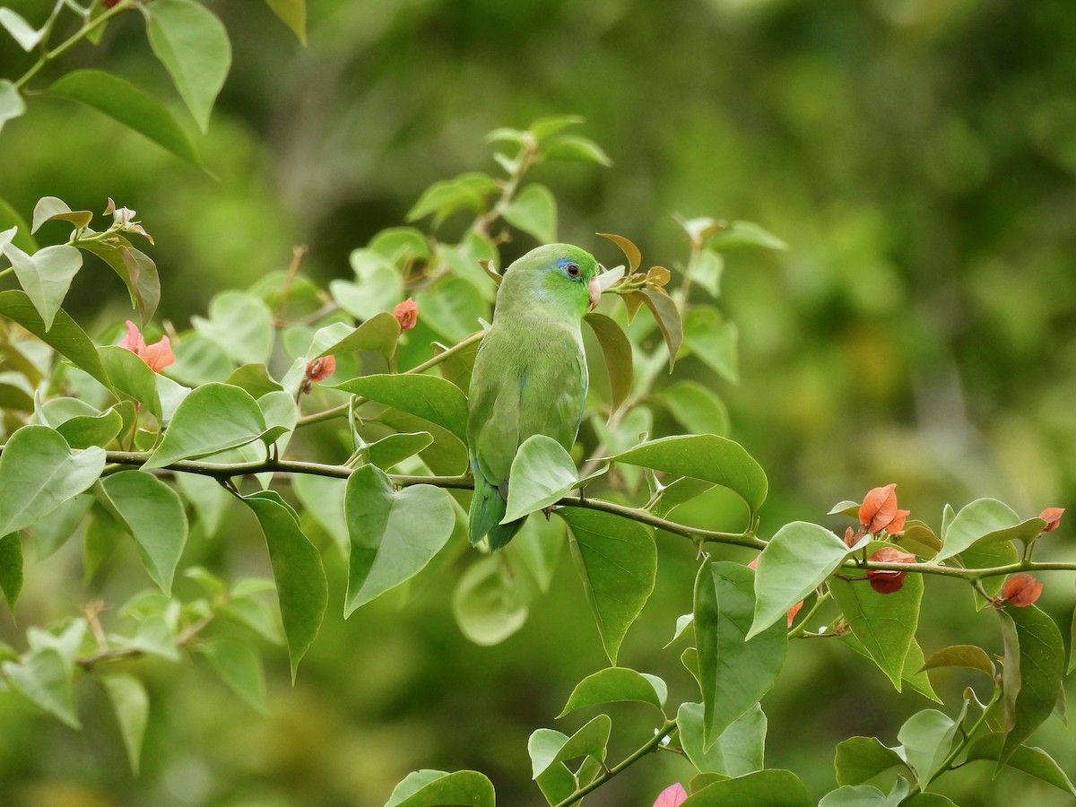 Spectacled Parrotlet - ML620611330