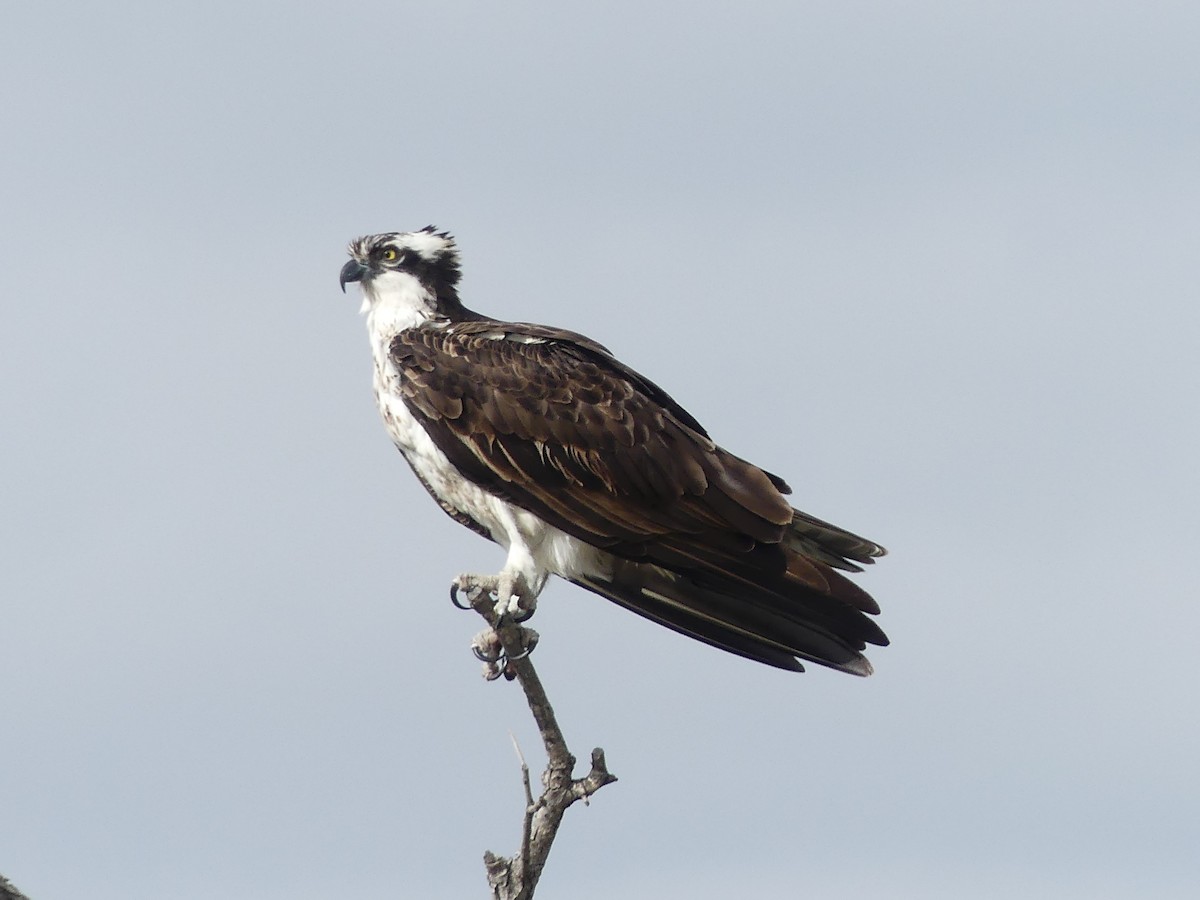 Águila Pescadora - ML620611332