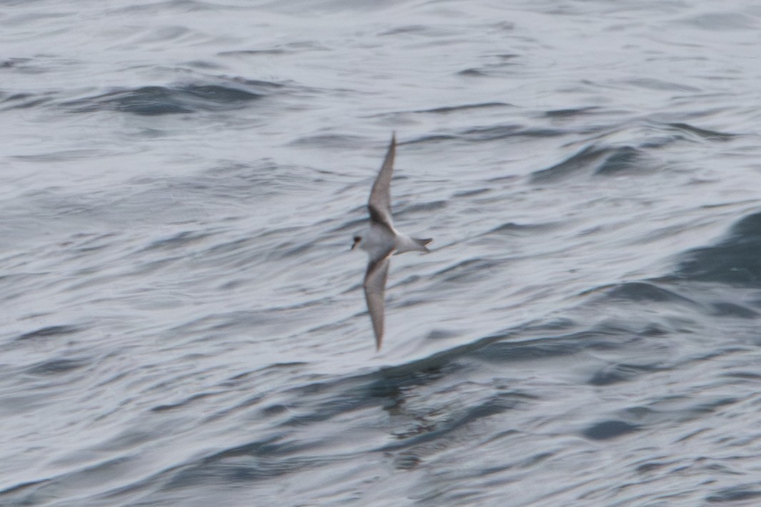 Fork-tailed Storm-Petrel - ML620611334