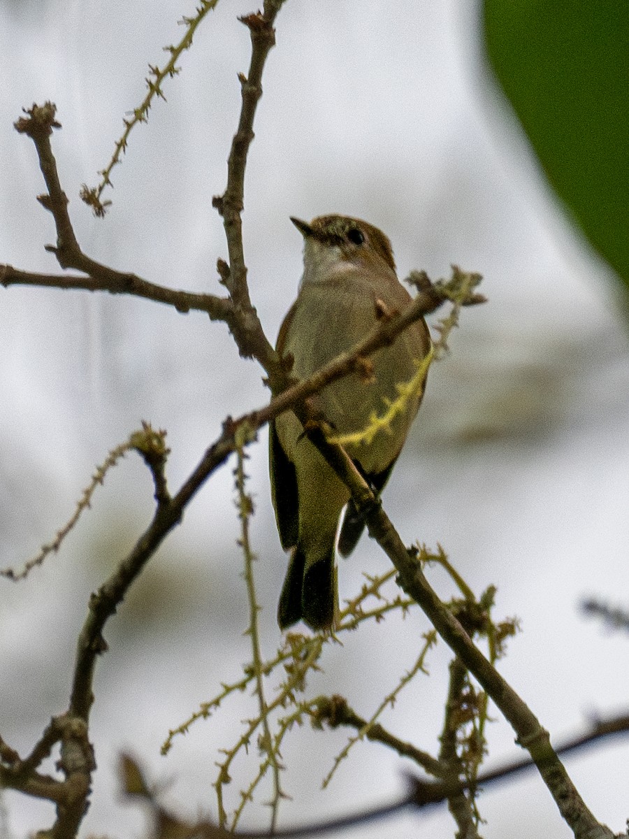 Pale-chinned Flycatcher - ML620611336
