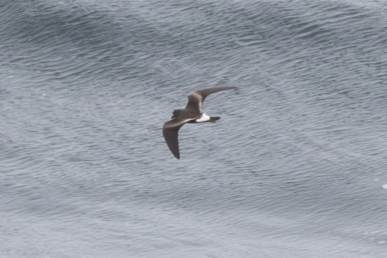 Leach's Storm-Petrel - ML620611337