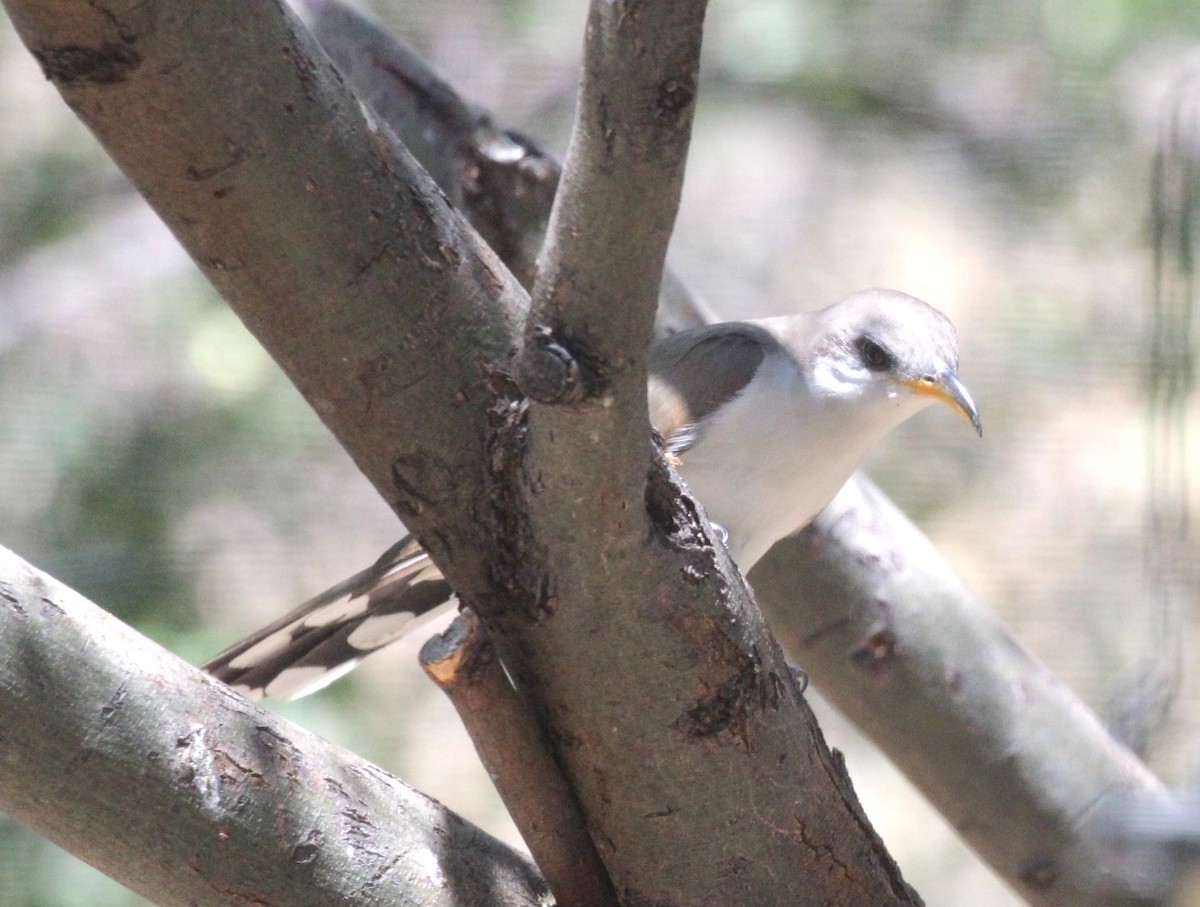 Yellow-billed Cuckoo - ML620611339