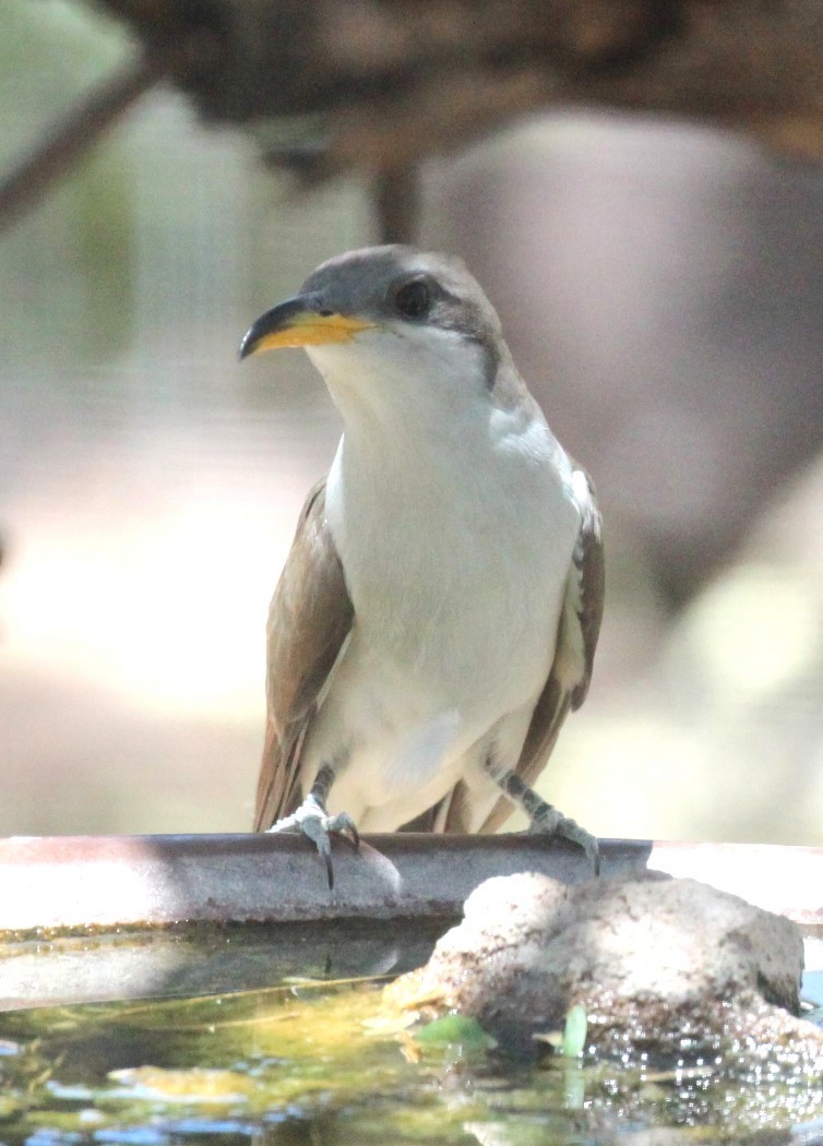 Yellow-billed Cuckoo - ML620611340