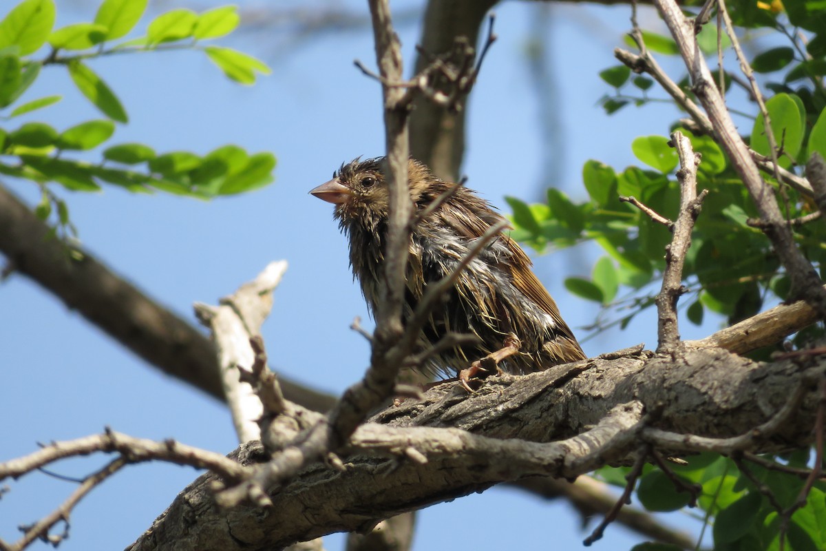 House Sparrow - ML620611342