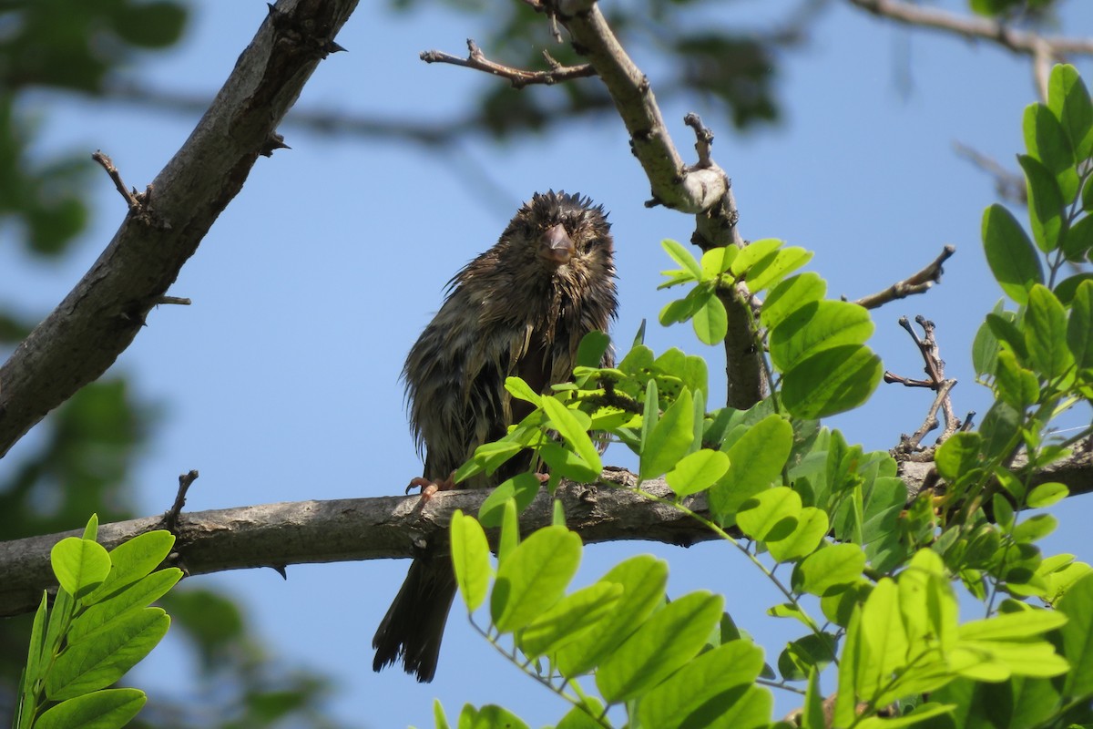 Moineau domestique - ML620611343