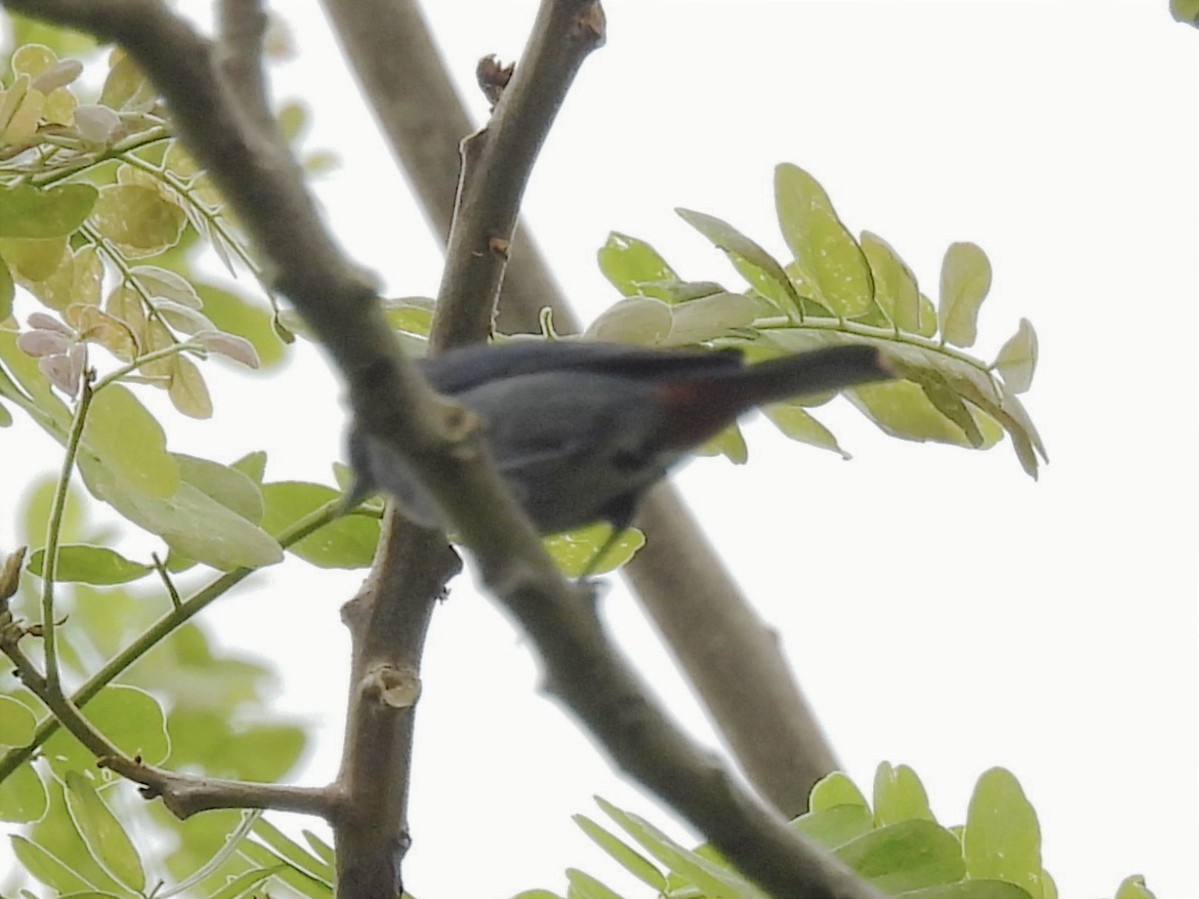 Chestnut-vented Conebill - ML620611344