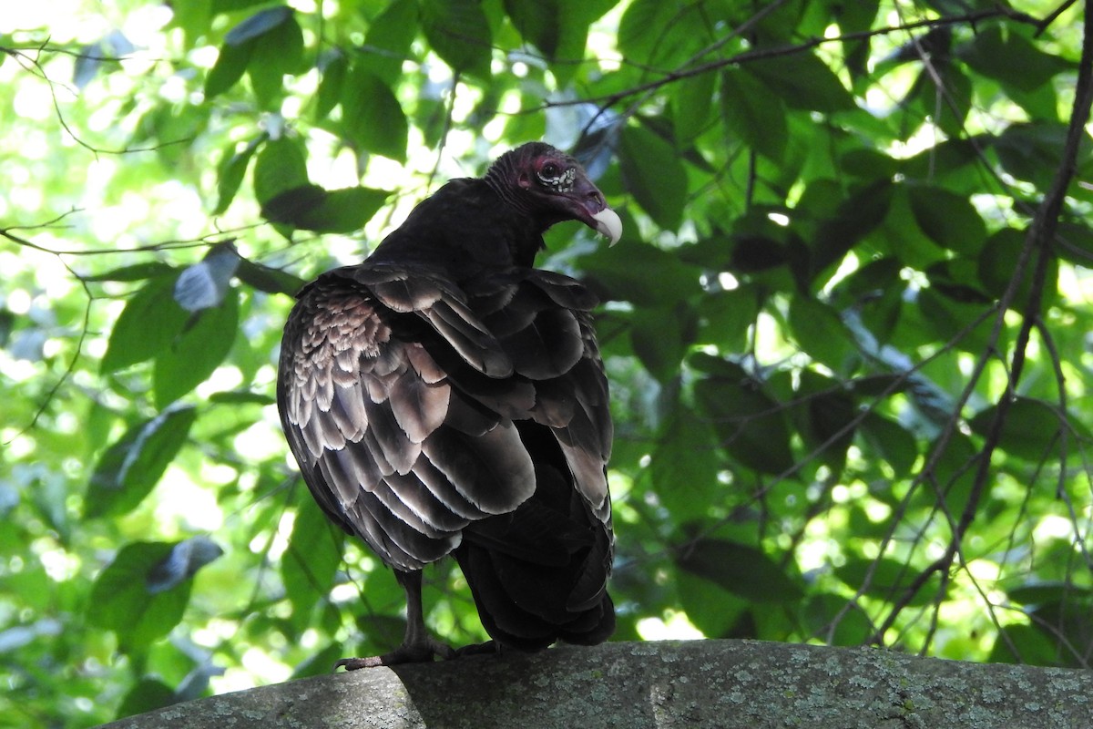 Turkey Vulture - ML620611347