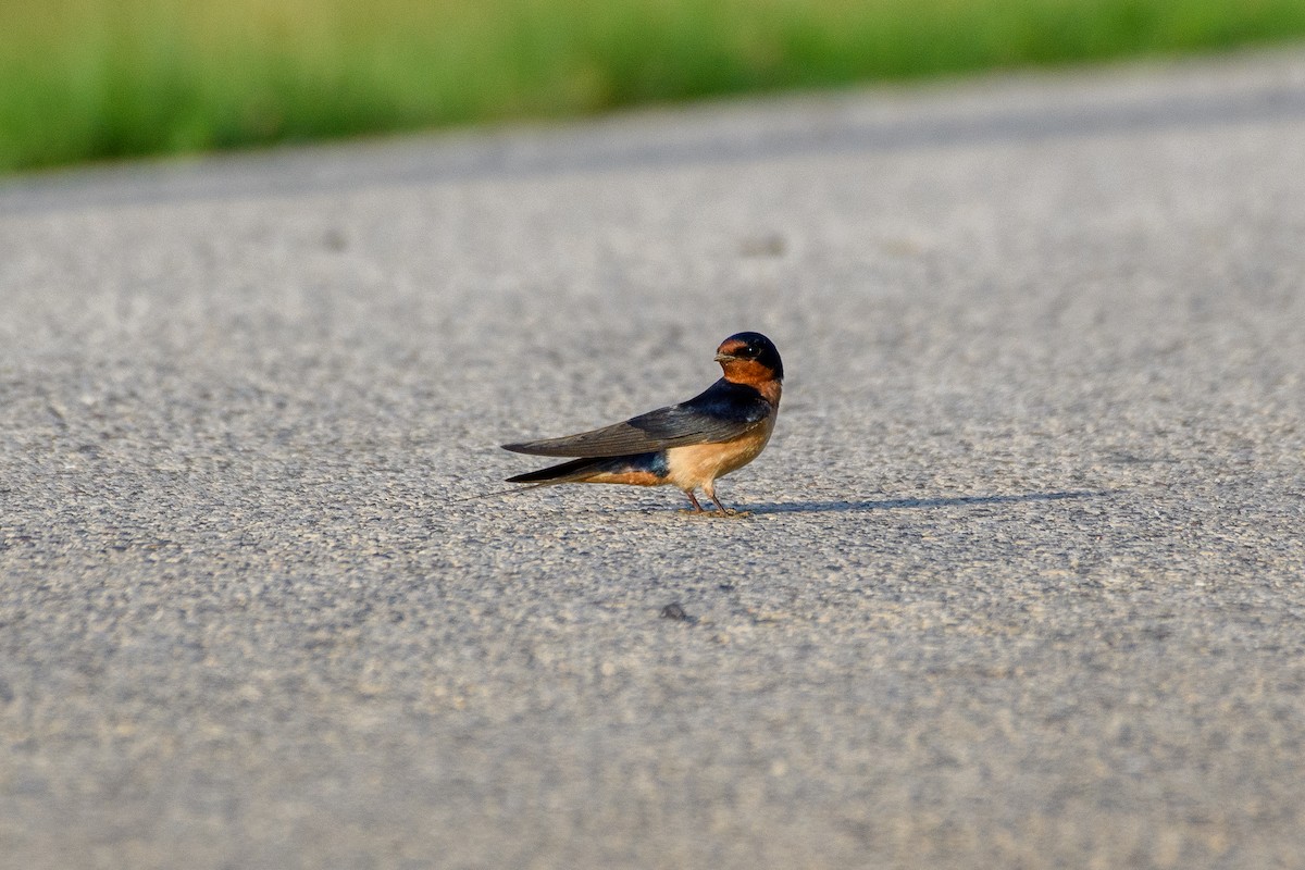 Barn Swallow - ML620611352