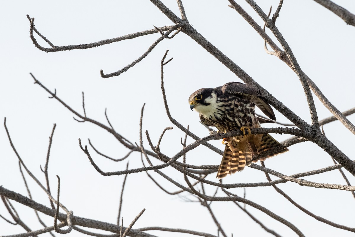 Eurasian Hobby - ML620611353