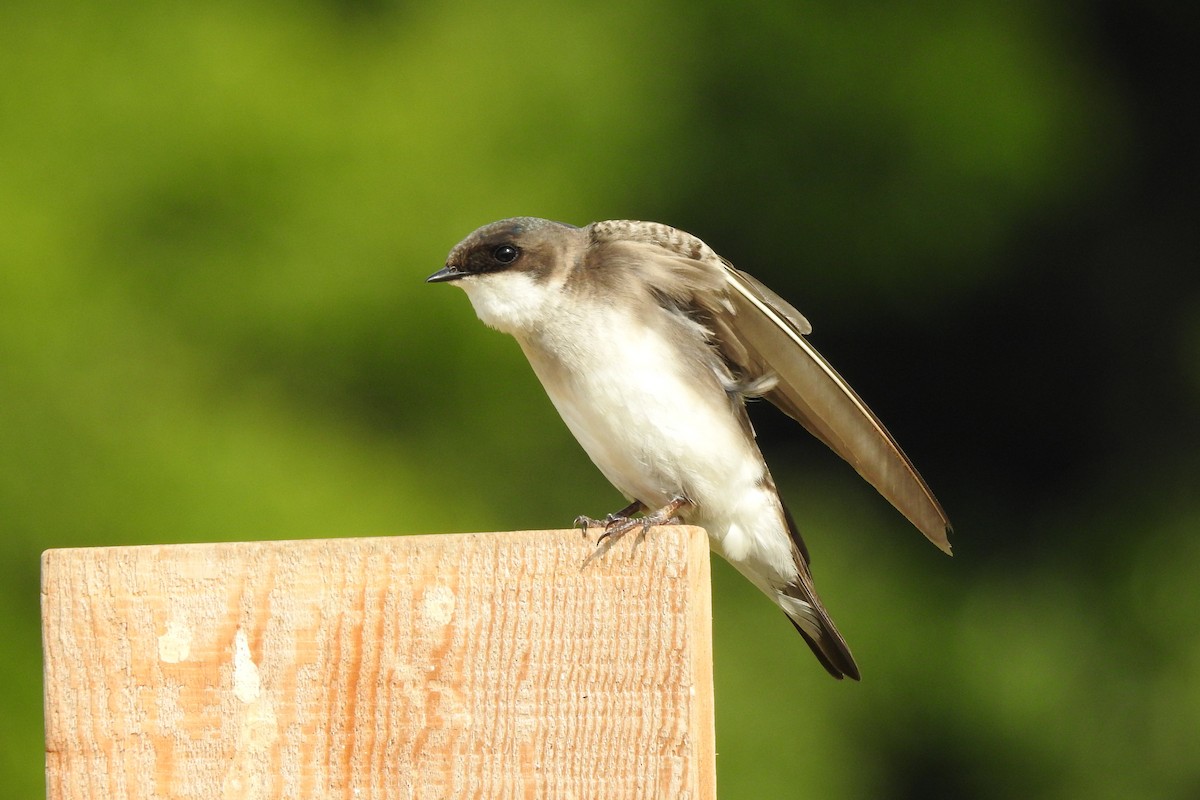 Golondrina Bicolor - ML620611357