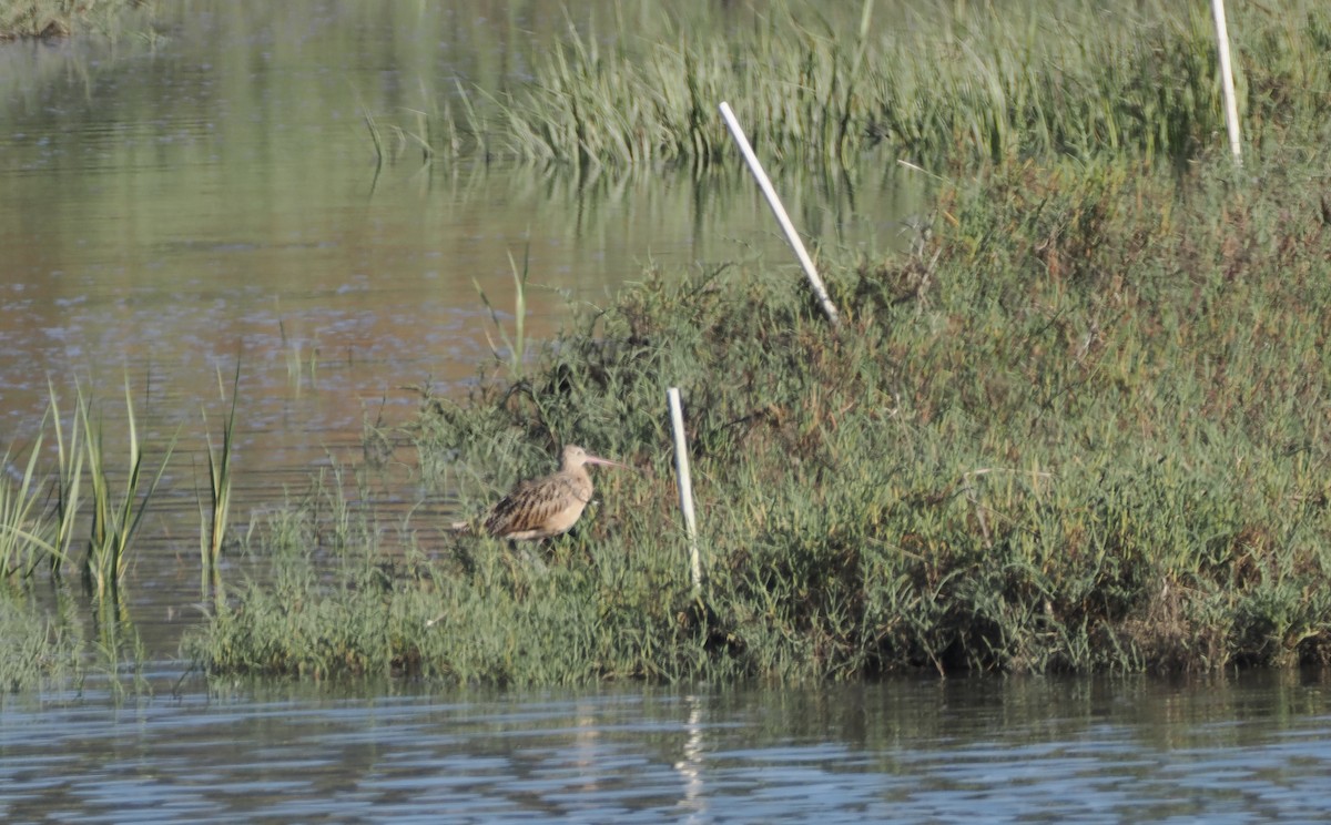 Long-billed Curlew - ML620611358