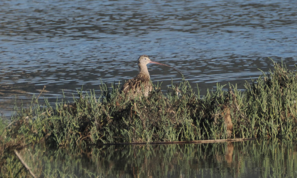 Long-billed Curlew - ML620611359