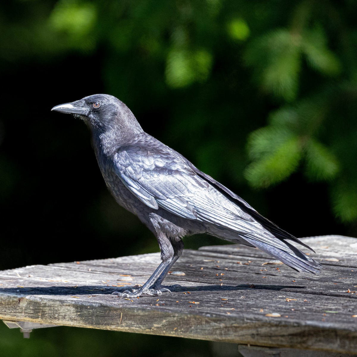 American Crow - ML620611361