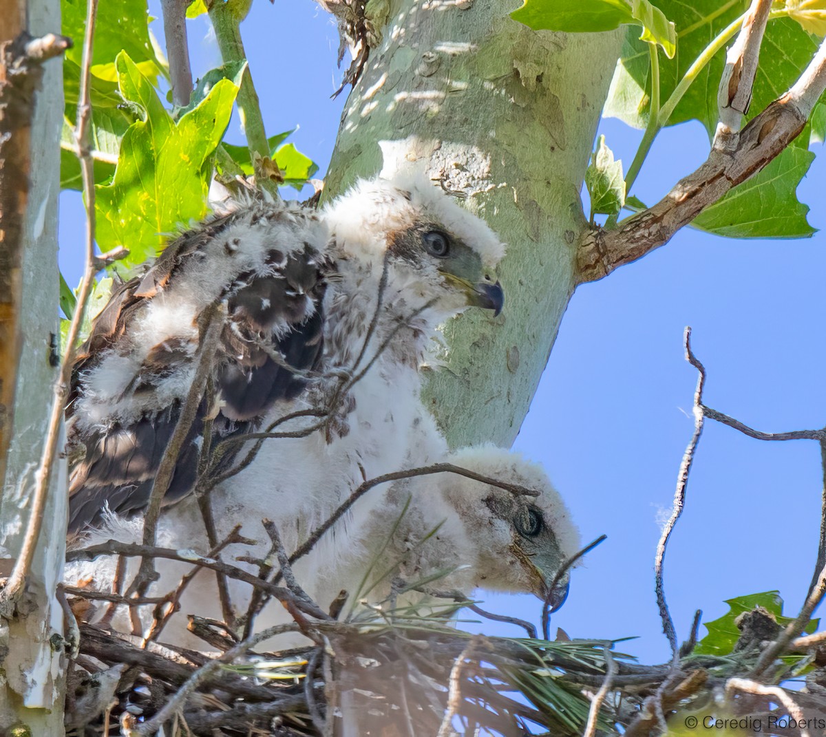 Cooper's Hawk - ML620611374