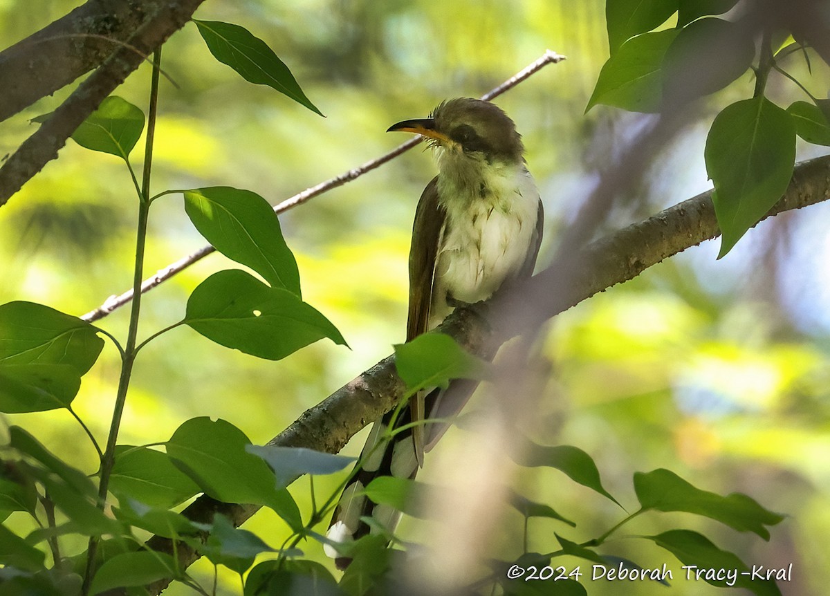 Yellow-billed Cuckoo - ML620611375