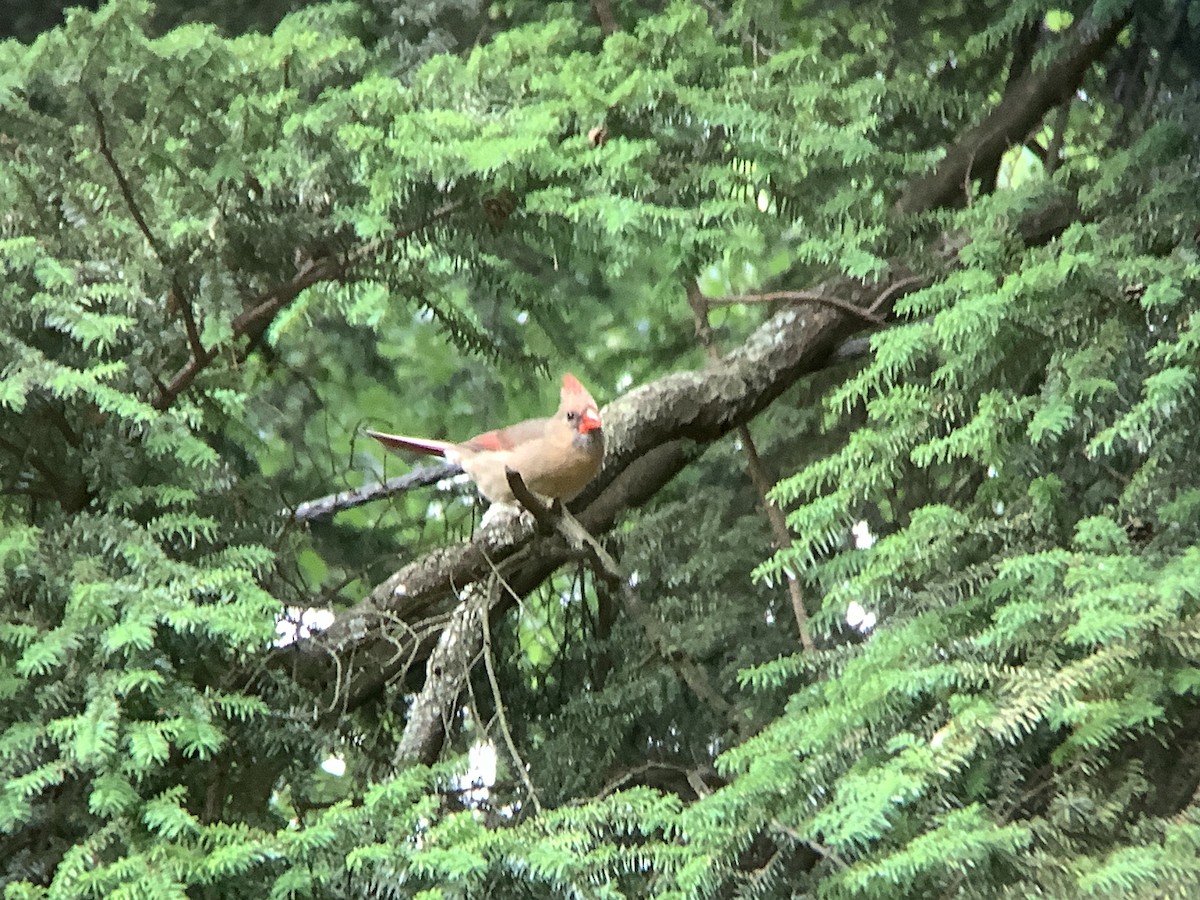 Northern Cardinal - ML620611377