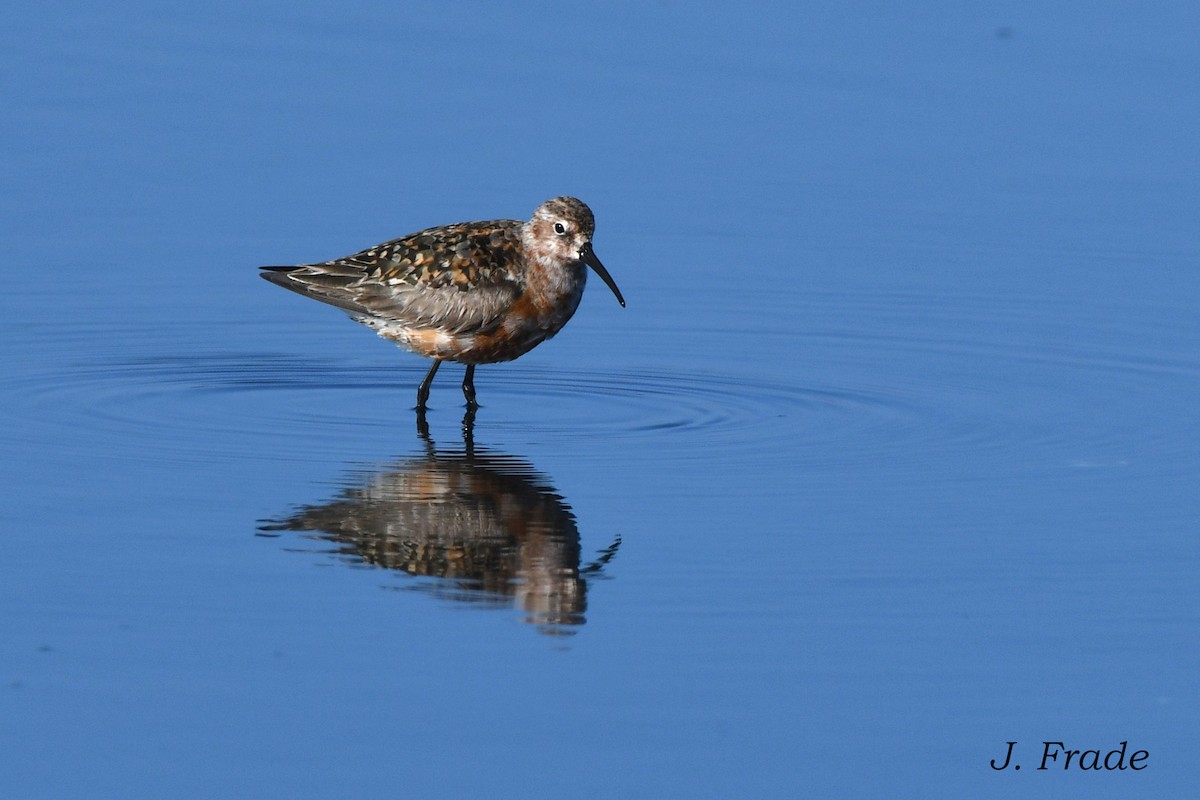 Curlew Sandpiper - ML620611378