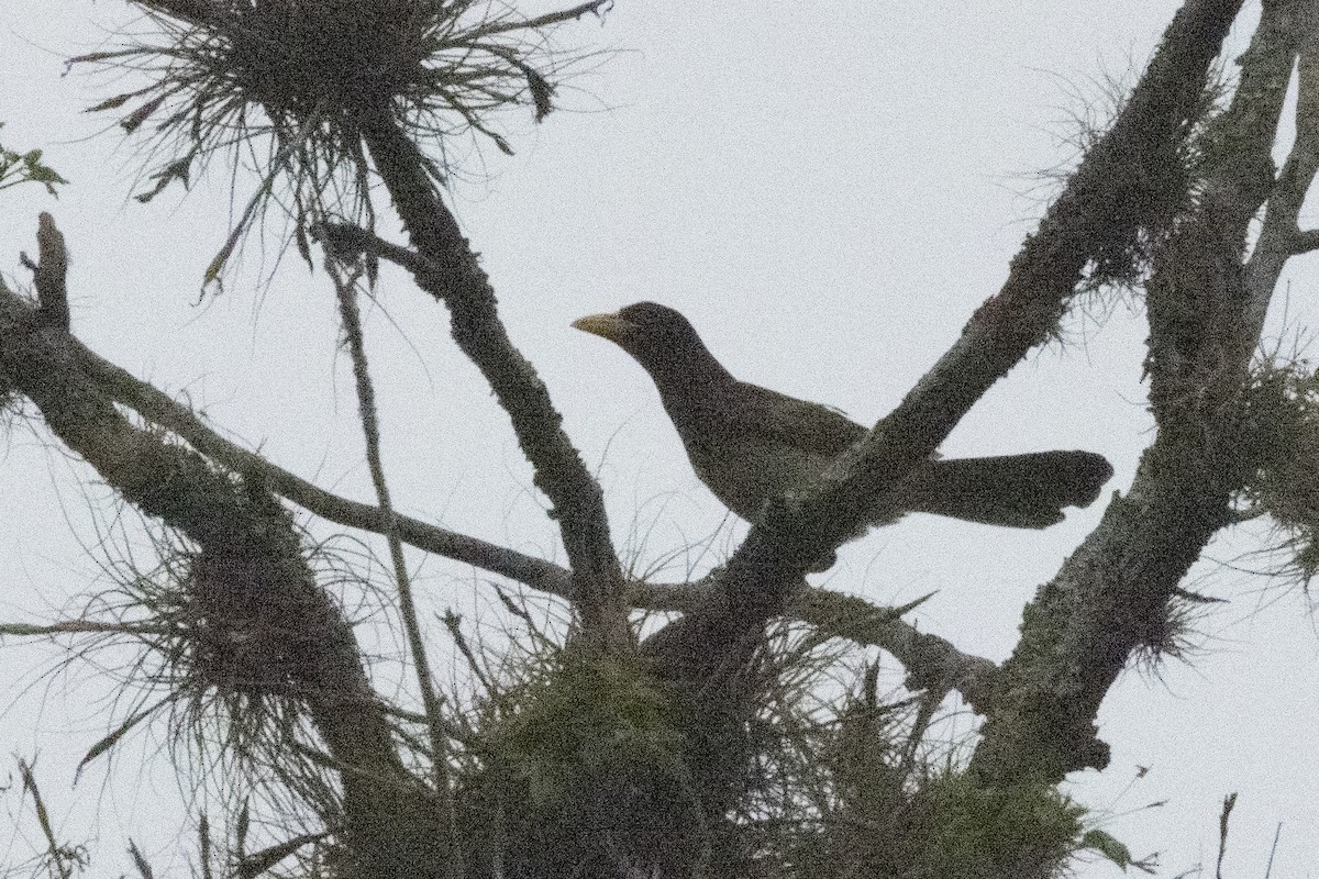 Brown Jay - ML620611380