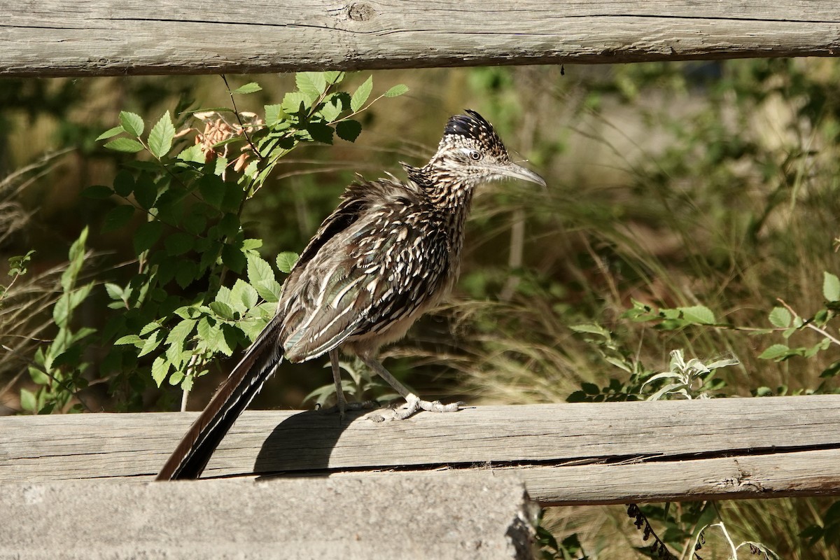 Greater Roadrunner - ML620611383